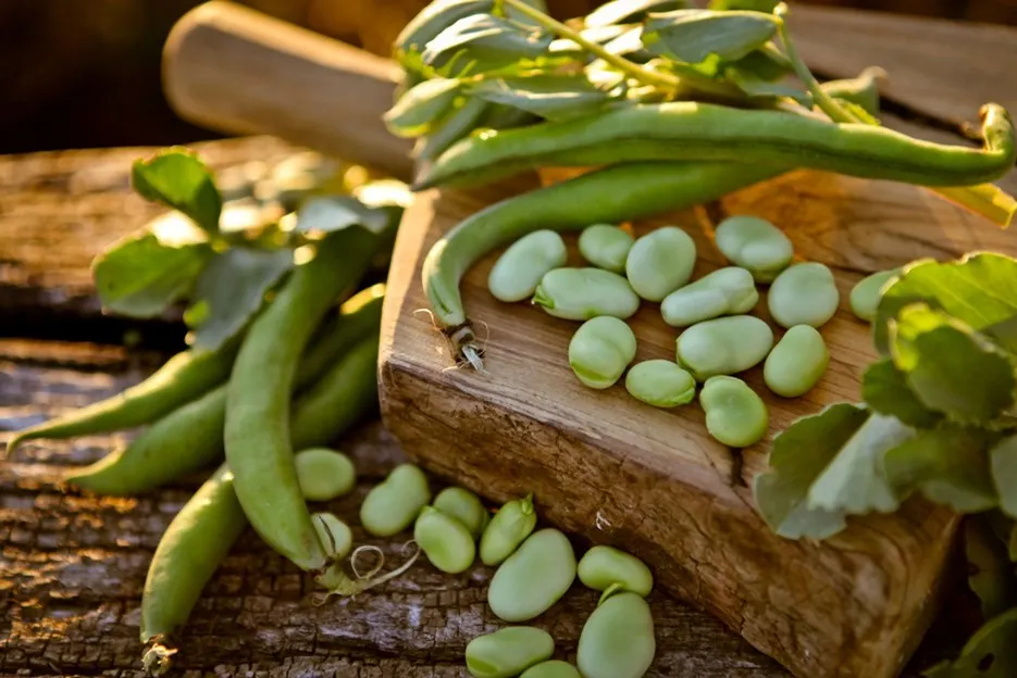 Fava