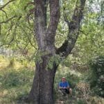 alberi valle alcantara