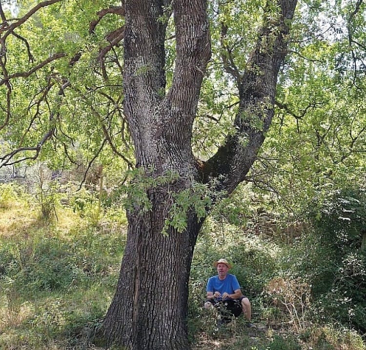 alberi valle alcantara