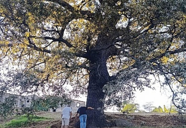 QUERCIA MALVAGNA