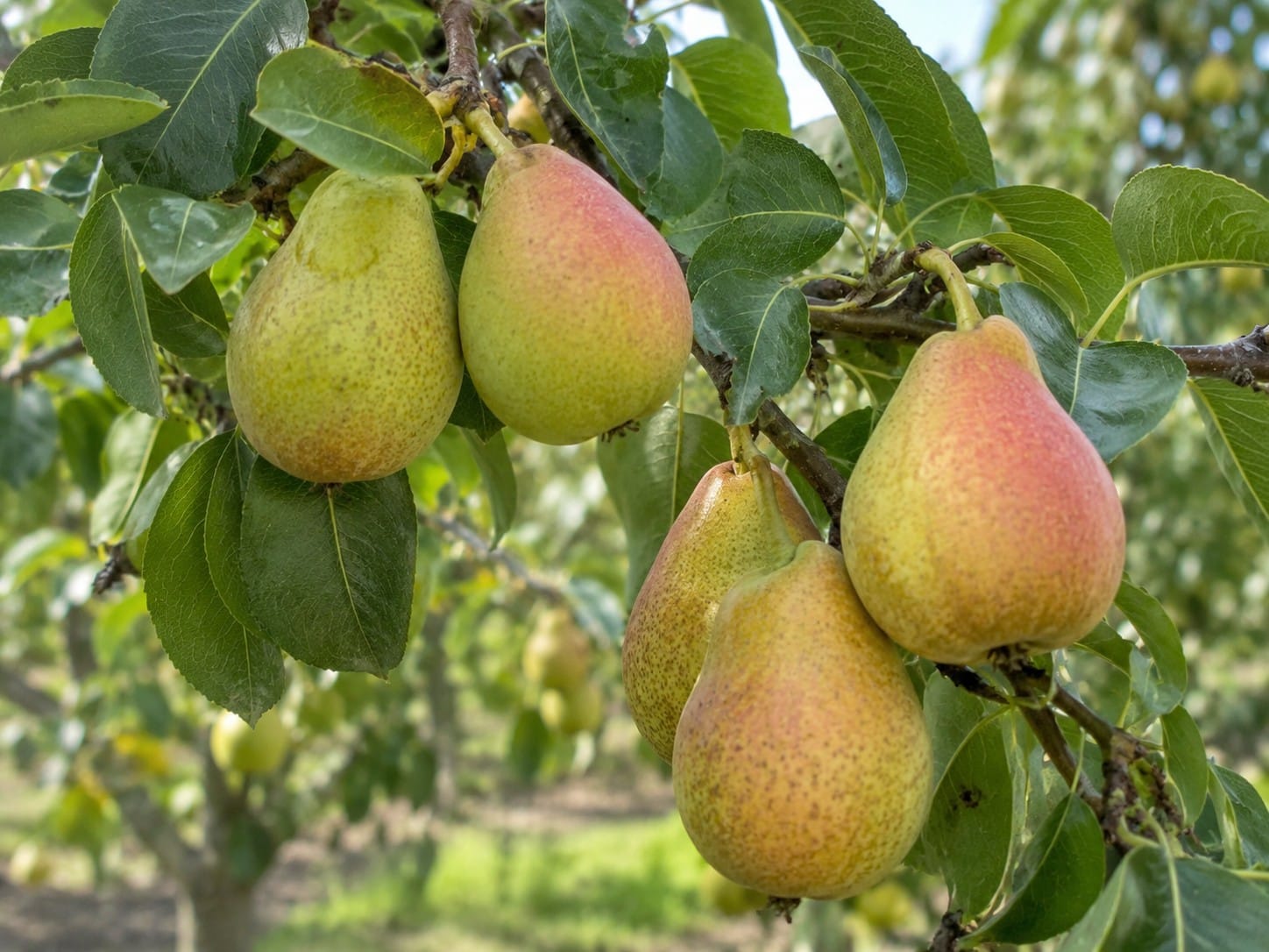 Pera Di Coscia Maniace