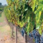 IDRICA VALLE ALC.