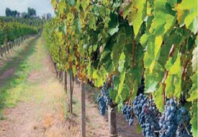 IDRICA VALLE ALC.